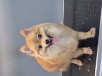 7 aylk erkek pomeranian