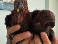 ECLECTUS PAPAĞANI BEBEKLER