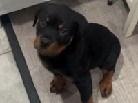 IRK GARANTİLİ HER İLE GÖNDERİM MEVCUT ROTTWEİLER KÖPEKLER