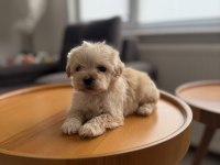 Dişi ve Teacup Erkek Kore Maltipoo Bebişler