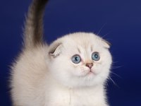 Yüzünüzü Gülümsetecek Scottish Fold Yavrusu