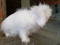 Teddy lop damızlık tavşanlar