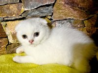 Yeterince anne sütü almış tuvalet eğitimli kediler