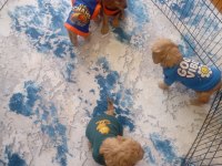 Tuvalet eğitimli maltipoo yavrular