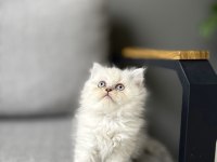 BRITISH LONGHAIR BLUE POİNT YAVRULARIM 