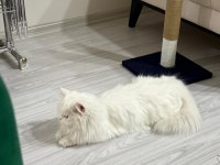 VAN KEDİSİ DİŞİ