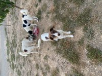8 aylık border collie ve pointer melezi