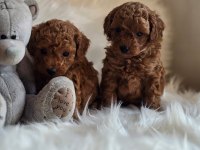 Tarçınlı kurabiye poodle
