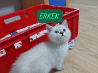 BRİTİSH SHORTHAİR PAŞAM HAZIR