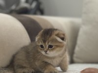 45 Günlük Scottish Fold