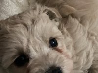 2 Aylık Maltipoo Yavru