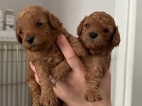 POODLE YAVRULARIMIZ YENİ EVLERİNİ BEKLİYOR