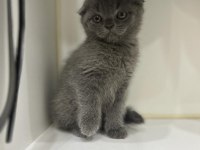 2 aylık scottish fold yavrumuza yuva arıyoruz