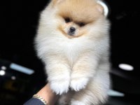 Pomeranian bebek