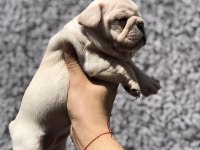 Secereli French Bulldog Yavrular