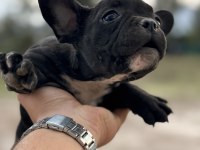 2 adet french bulldog bilgi almadan geçmeyin