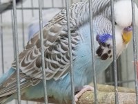 Yeni şov jumbo muhabbet kuşlar 3-4 aylıklar