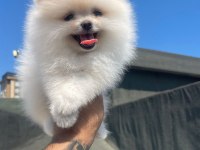 Ayı Surat Pomeranian Boo Yavrular