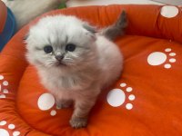 Scottish yavru kedi