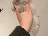 Erkek british longhair yavru