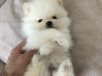 ÜST KALİTE TEDDY BEAR POMERANİAN YAVRULAR