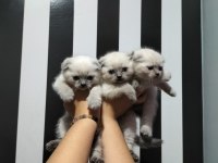 Scottish fold blue point ve gri yavrular
