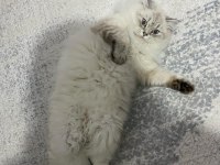 Kısırlaştırma şartı ile kedimiz