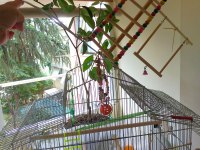 Büyük boy sultan papağanı kafesi