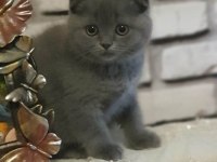 75 günlük scottish fold