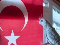 Sevimli Wifi Yavru Sultan Papağanı