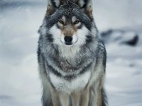 Wolf Dog Yavruları