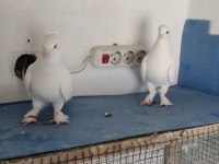 Arka tepe beyaz güvercin