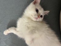 Minik Charles Kedimiz