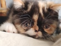 CFA KAYITLI ANNE VE BABA YAVRU KEDİMİZ
