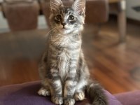 Safkan Maine Coon