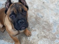 Muhteşem yapıda fawn ve black brindle cane corsolar