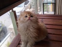British Longhair Safkan Ponçik