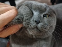 Scottish fold kedime aile arıyorum