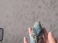 Ele Alışık Jumbo Kırması Muhabbet Kuşları