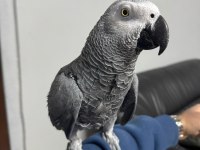 4 yaşında yarı evcil erkek jako papağanı