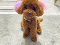 Ailelere Uygun Toy Poodle Yavrular