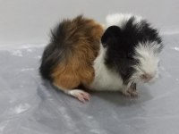 Guinea pig Şehir İçi ve Şehir Dışı Teslimat Vardır