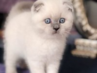 Aynı Gün Teslim İmkanıyla Scottish Fold Yavruları