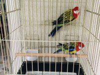 Hazır takım daha önce yavrusu alındı rozella papağanı