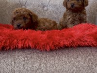 Toy poodle bebekleri