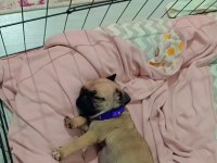 Yavru pug köpeği dişi 2 aylık