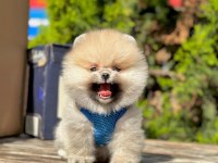 Safkan Pomeranian Boo Yavrularımız