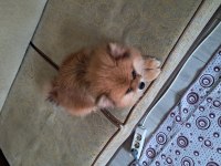 Pomeranian boo dişi 2,5 aylık