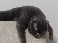 Erkek 1 buçuk yaşında scottish fold