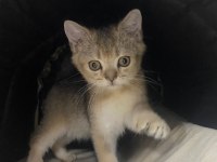 yavru kedi